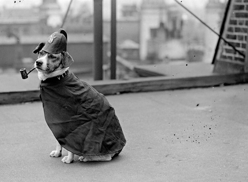 Illustration for article titled Even In The 1900s, Humans Were Obsessed With Photos Of Dogs In Clothes